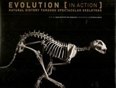 EVOLUTION IN ACTION. NATURAL HISTORY THROUGH SPECTACULAR SKELETONS*