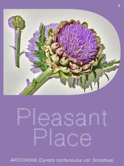 PLEASANT PLACE 4: ARTICHOKE (CYNARA CARDUNCULUS VAR. SCOLYMUS)