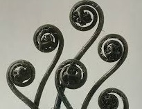 Karl Blossfeldt. Urformen der Kunst