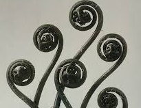 Karl Blossfeldt. Urformen der Kunst  