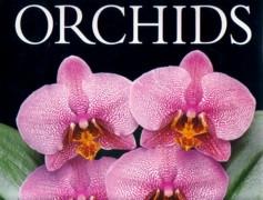 ORCHIDS. 